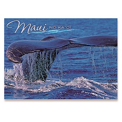 3D Lenticular 5x7 Postcard, Whale Tail